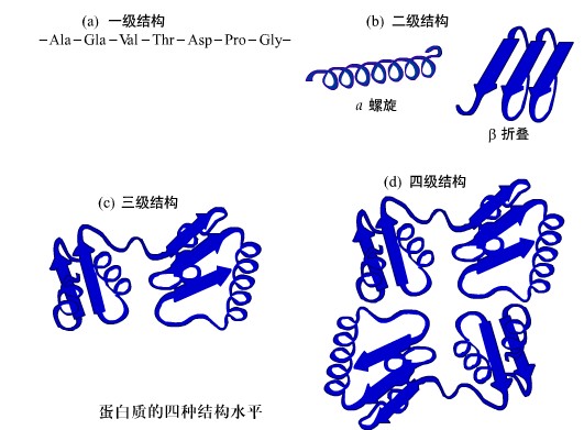 蛋白質