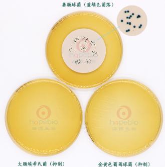 MEI培養(yǎng)基