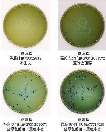HE瓊脂平板（9cm）
