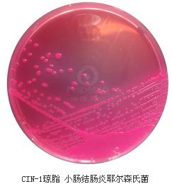 CIN-1瓊脂平板