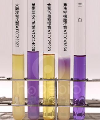 乳糖蛋白胨培養
