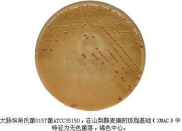 山梨醇麥康凱瓊脂基礎