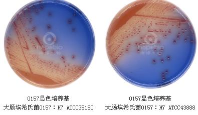 O157顯色平板9cm（2-8℃）